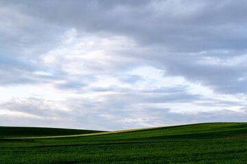 Naklejka premium green field and blue sky