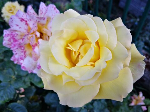 Yellow Rose in the Garden
