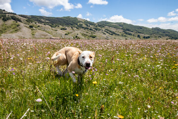 Dog running in a flowery meadow. Hiker with dog running in the mountains during spring. Sports activities with dog