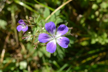 blue and white flowers