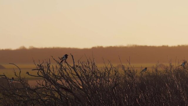 Small bird takes off in slow motion at sunset