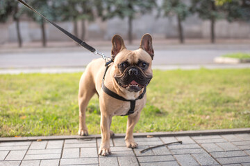 Fototapeta premium Portrait of a French bulldog on a leash in a summer park