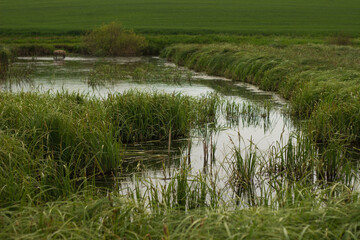swampy terrain in the field. a lake in the middle of a field.
