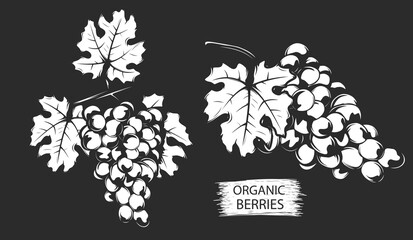 Grapes berries branch hand drawn sketch. Healthy fresh grapes berries in retro style. Organic food. Eco fruits.