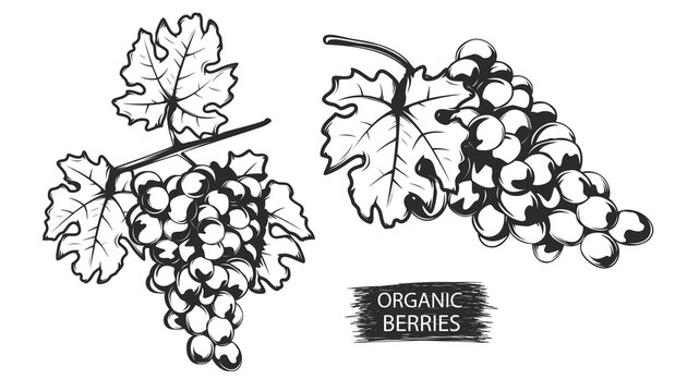 Grapes berries branch hand drawn sketch. Healthy fresh grapes berries in retro style. Organic food. Eco fruits.