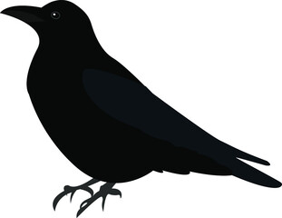 raven bird isolated on white background, vector