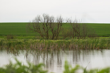 swampy terrain in the field. a lake in the middle of a field.
