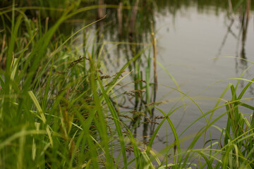 swampy terrain in the field. a lake in the middle of a field.
