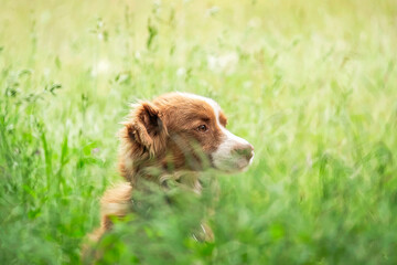 Portrait of a Dog in the Green Field 2