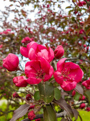 Fototapeta na wymiar Apple tree with red flowers in spring