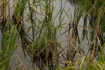 swampy terrain in the field. a lake in the middle of a field.
