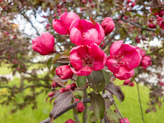 Fototapeta na wymiar Apple tree with red flowers in spring