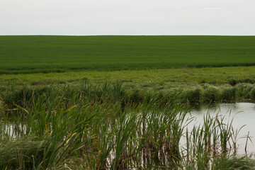 Fototapeta premium swampy terrain in the field. a lake in the middle of a field. 