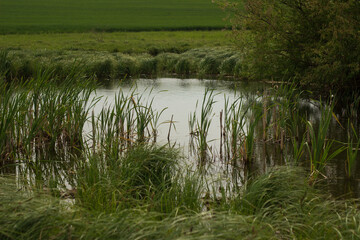 swampy terrain in the field. a lake in the middle of a field.
