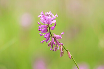 Purple Field Plant with Blurred Background Close-up 2