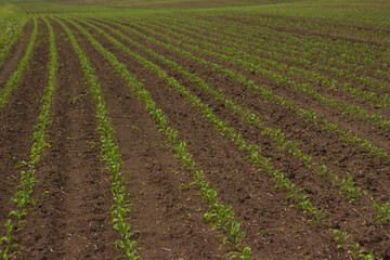 Fototapeta na wymiar corn in the field. seedlings germinate