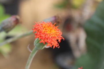An orange Chrysanthemum.
