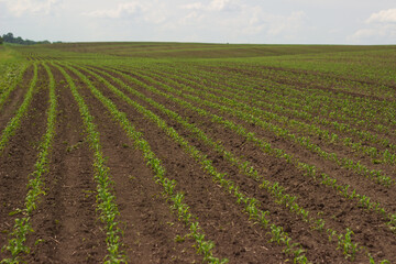 Fototapeta na wymiar corn in the field. seedlings germinate