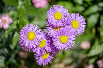 Beautiful Purple Daisies Close-up 2