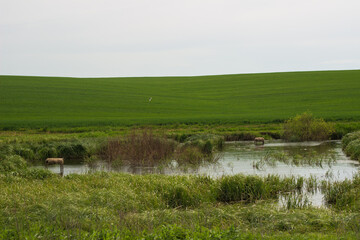swampy terrain in the field. a lake in the middle of a field.
