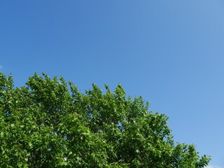 green leaves against blue sky