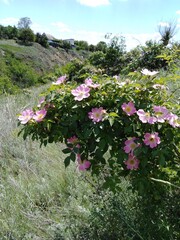 Obraz premium flowers in the mountains