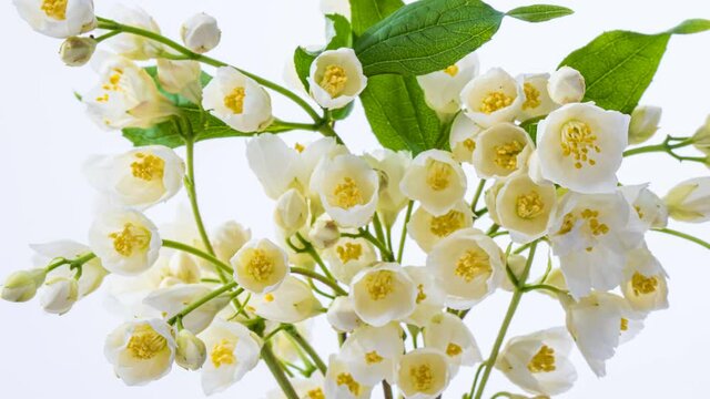 Timelapse of White Jasmine flower blooming on light background. Beautiful bouquet of white Jasmine flowers. Close up. 4K
