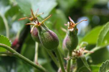 Apples at the start of growth on an apple tree in the countryside 