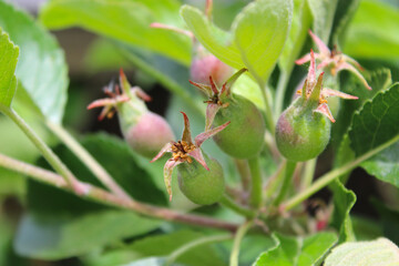 A close up of apples starting to grow on a tree 