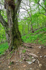 footpath in the forest