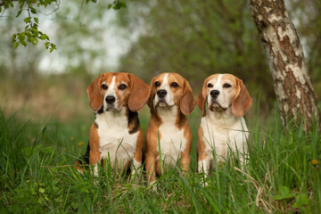 group of beagle dog outdoor in summer