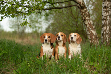 group of beagle dog outdoor in summer