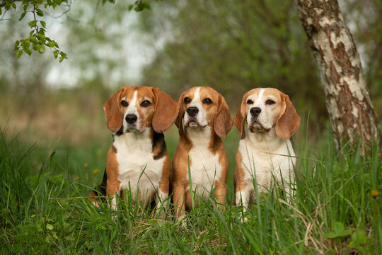 group of beagle dog outdoor in summer