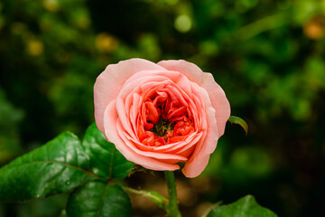 Beautiful rose on a blurry background. Pink rose on a bush