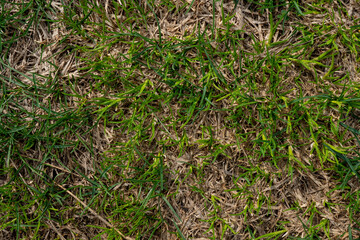 Background image of young green grass top view