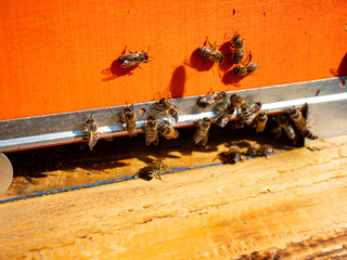 Photograph of bees carrying pollen in a beehive