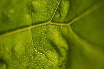 Trama di foglia - sfondo - pattern