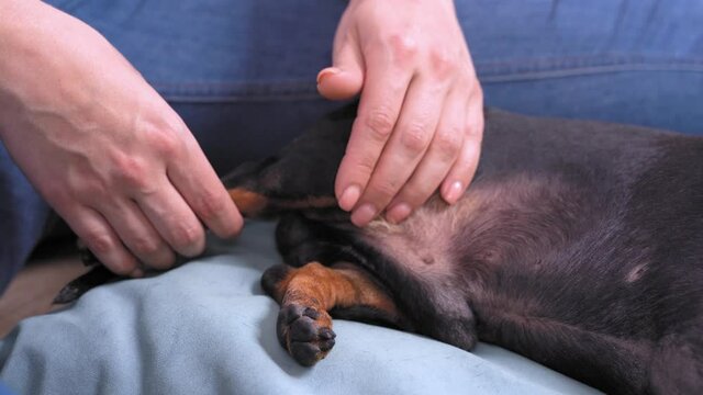 Close up human hands accurately stretches dog leg, pulling it back and forth, briefly fixing in final positions. Therapy after trauma, physical activity or massage for relaxation.