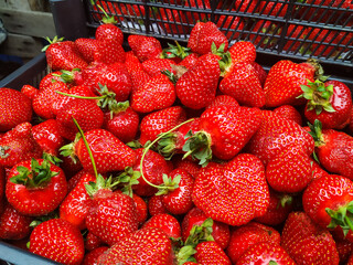Juicy fresh strawberries. Fresh organic berries. Strawberry background.  The garden strawberry. Food fund.
