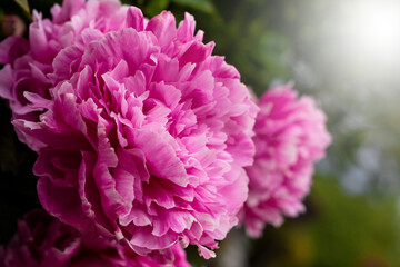 Beautiful pink peonies on nature background