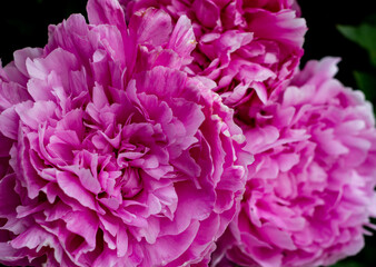 Beautiful pink peonies on nature background