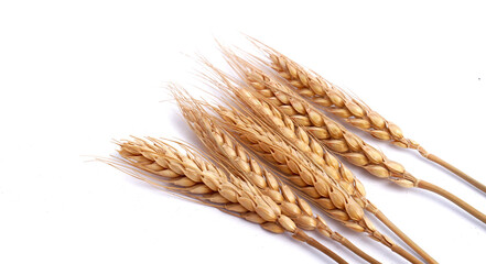 wheat isolated on white close up