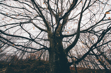 tree branches against sky, scary tree on rainy day, halloween background
