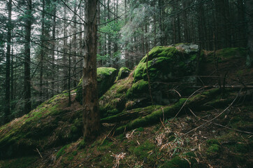 green moss in dark pine tree forest