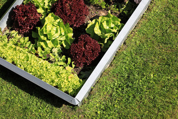Garden with organic lettuce salad and vegetables