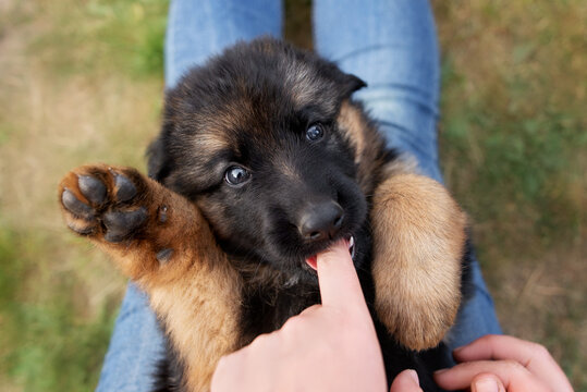 funny german shepherd puppy lying on owners lap and biting a finger