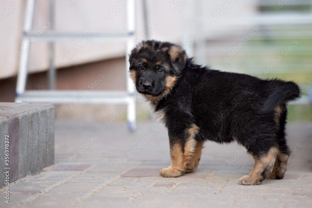 Wall mural german shepherd puppy standing outdoors