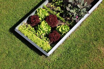 Garden with organic lettuce salad and vegetables