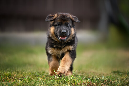happy german shepherd puppy running outdoors