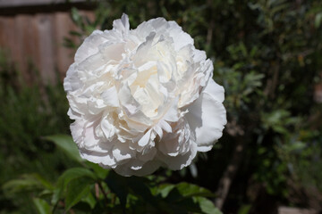 A large white Common Peony flower growing in a British country garden
